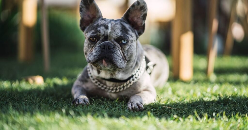 Facts and Guide about Blue Merle Frenchie Puppy