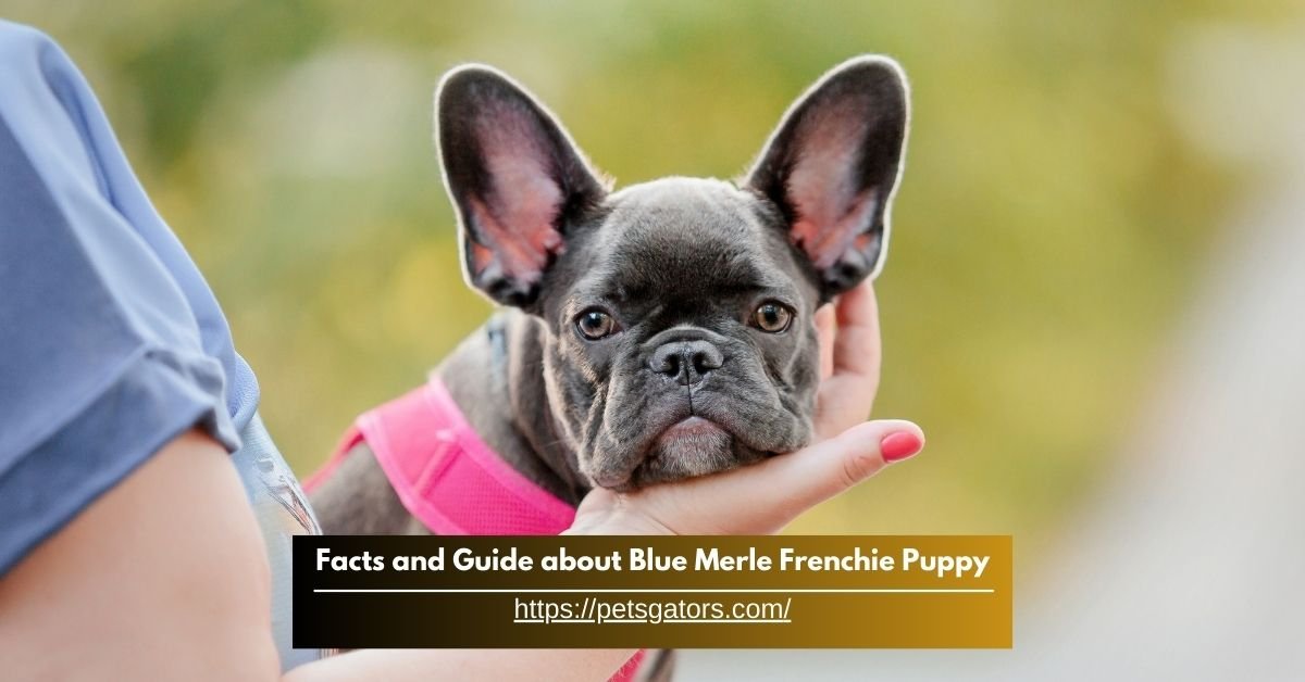 Facts and Guide about Blue Merle Frenchie Puppy