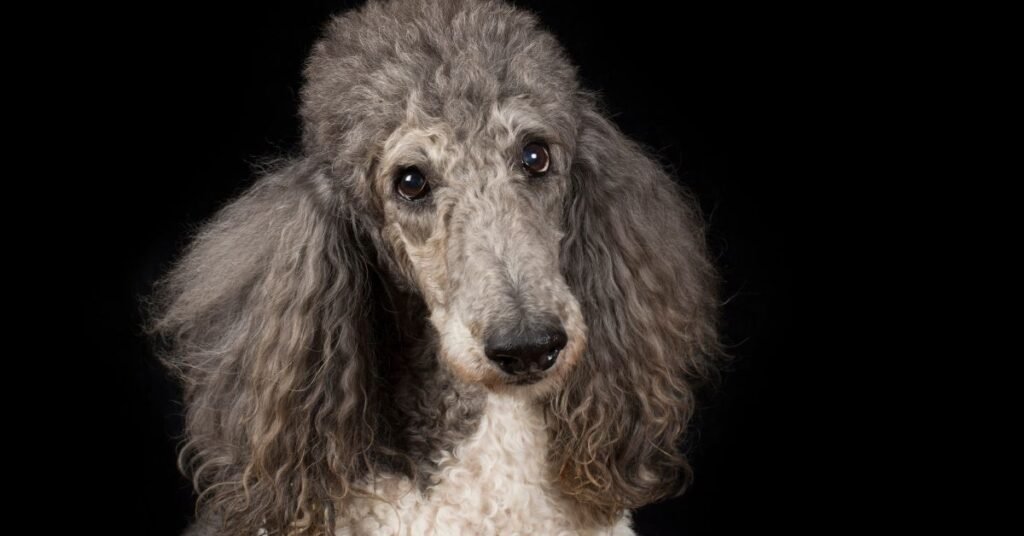 Facts and Guide about Blue Merle Poodle