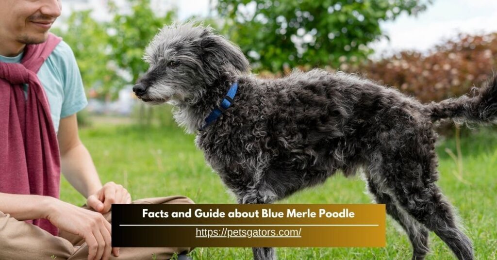 Facts and Guide about Blue Merle Poodle