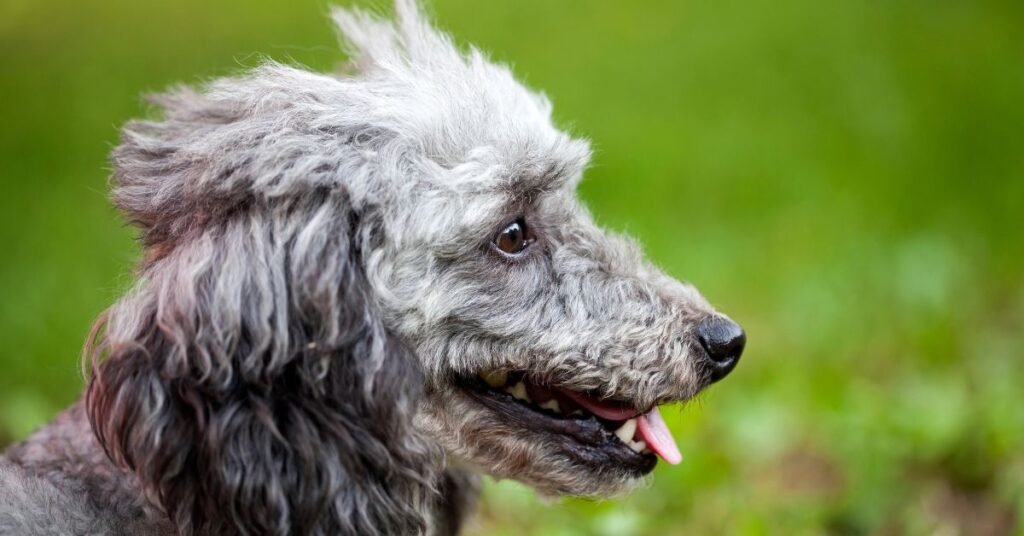 Facts and Guide about Blue Merle Poodle