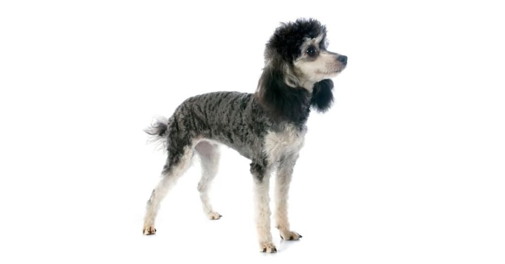 Facts and Guide about Blue Merle Poodle