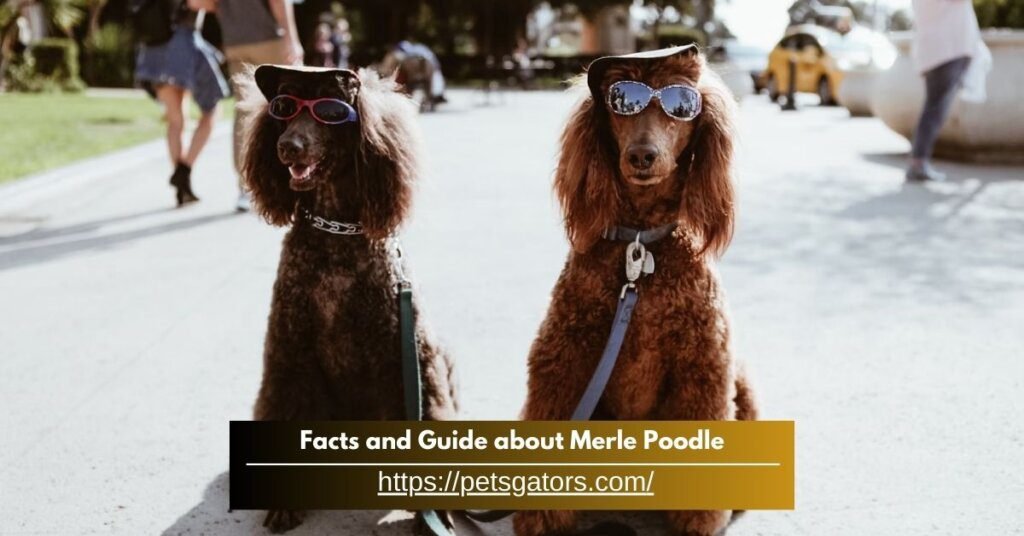 Facts and Guide about Merle Poodle