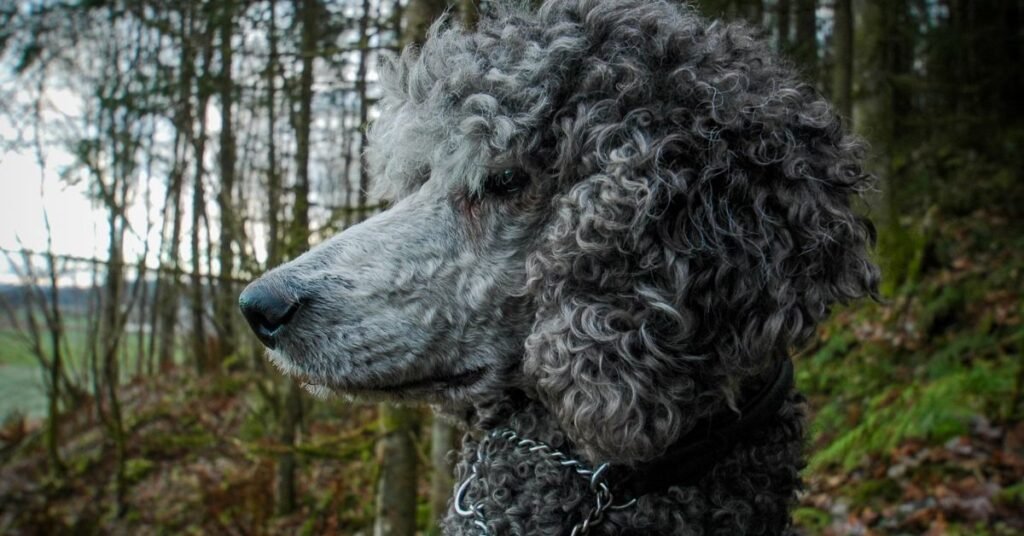 Facts and Guide about Merle Poodle