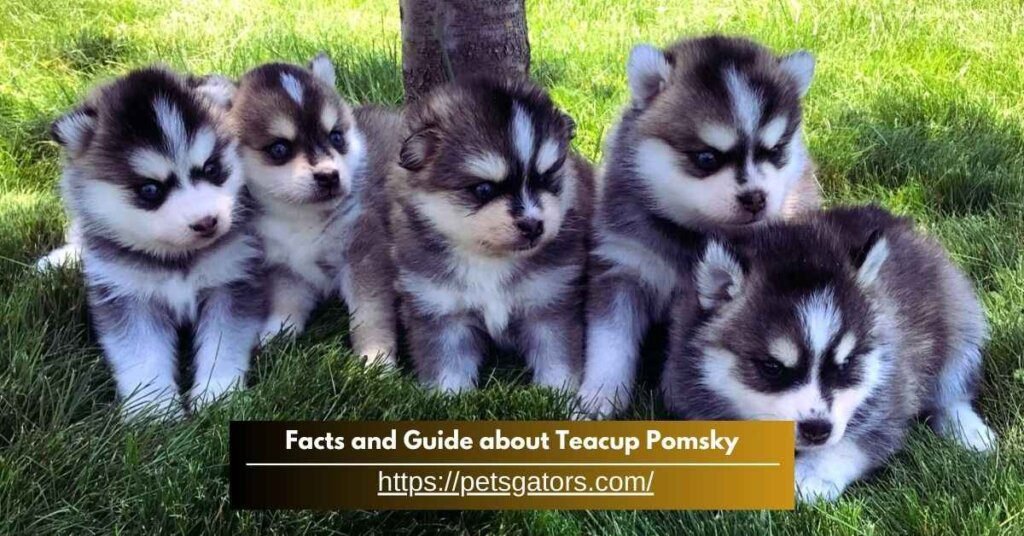 Facts and Guide about Teacup Pomsky