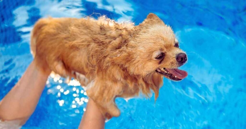 How to Teach a Dog to Swim - Dog Swimming Guide