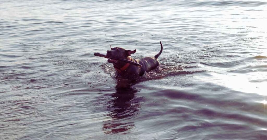 How to Teach a Dog to Swim - Dog Swimming Guide