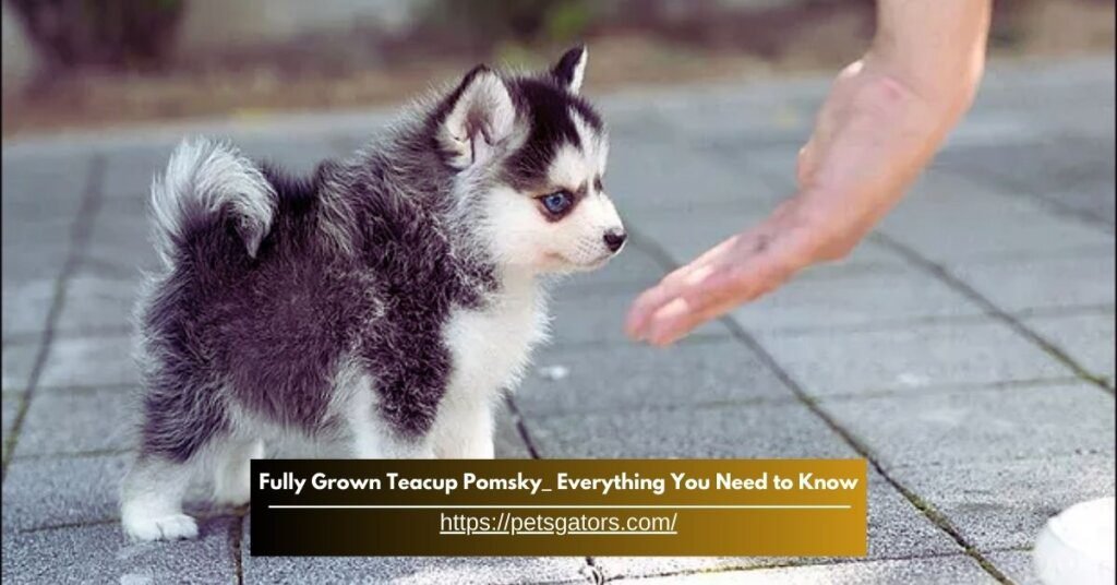 Teacup Pomsky Full Grown - Everything You Need to Know