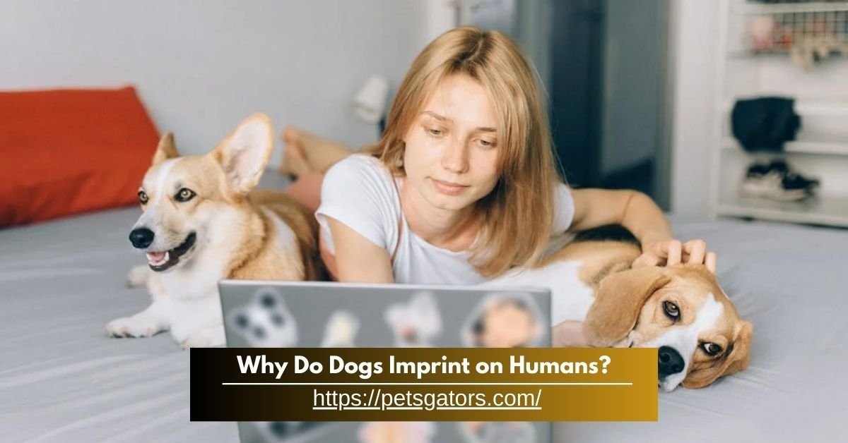 Why Do Dogs Imprinting on Humans