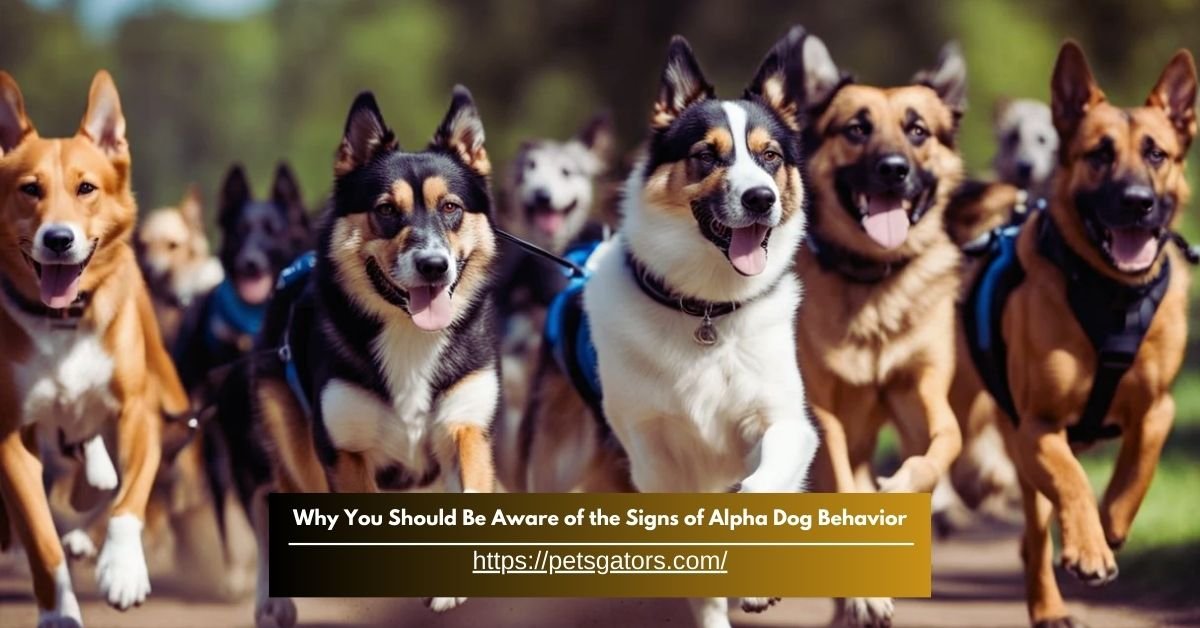 Why You Should Be Aware of the Signs of Alpha Dog Behavior