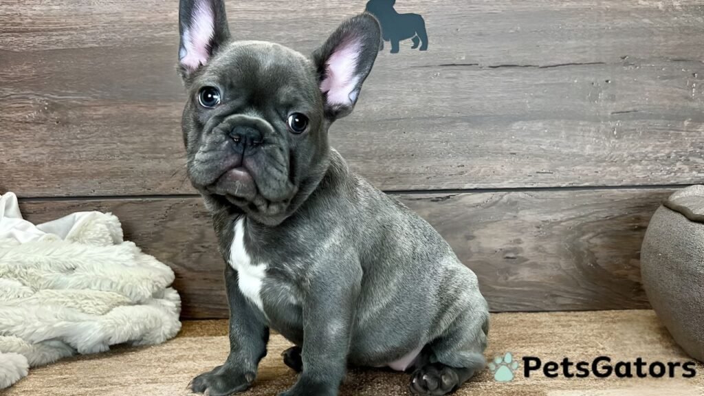 blue fawn french bulldog