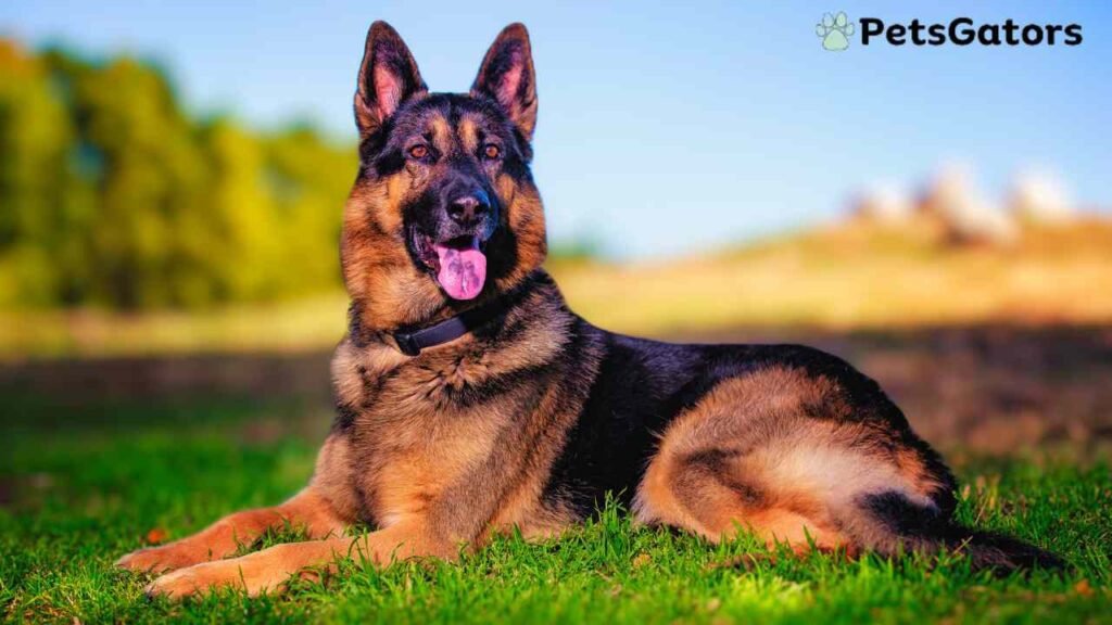 Red German Shepherd Health and Training Tips