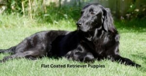 flat coated retriever puppies