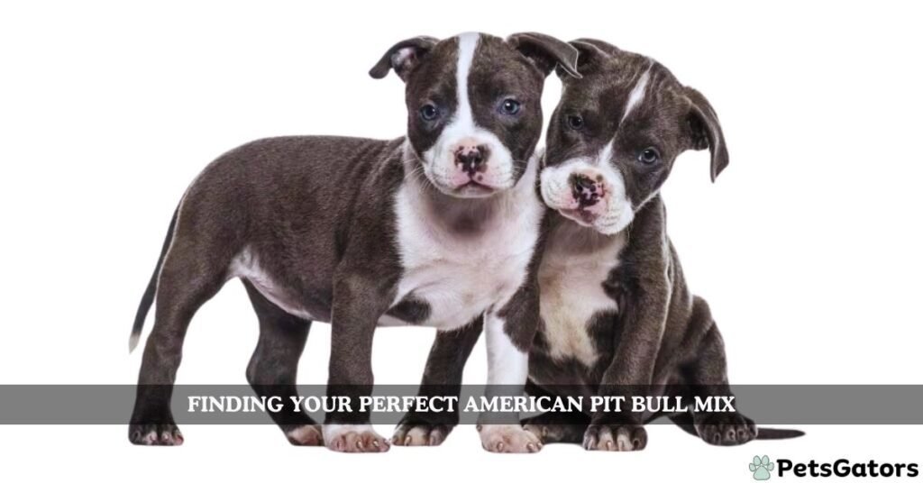 american pit bull terrier mix