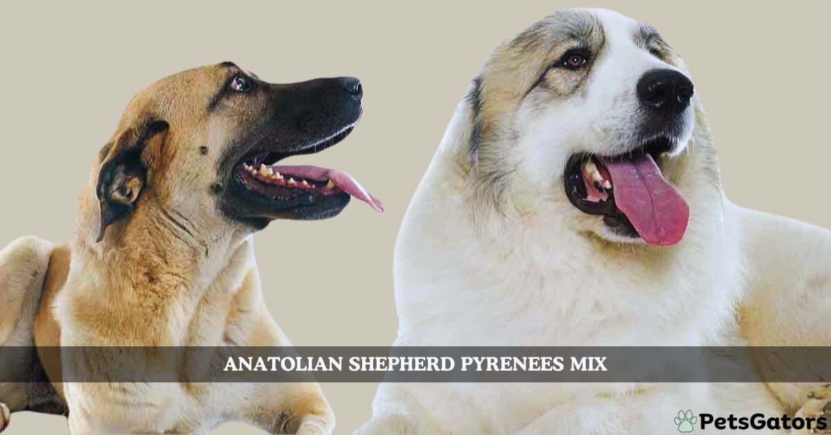 anatolian shepherd pyrenees mix