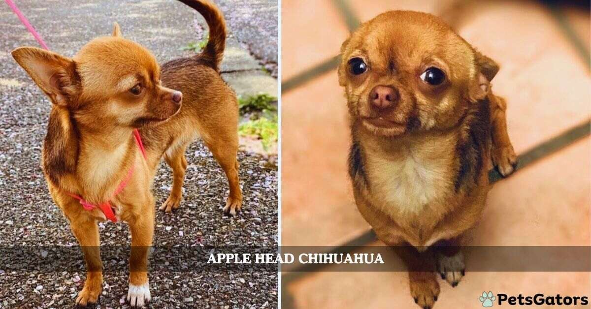 apple head chihuahua