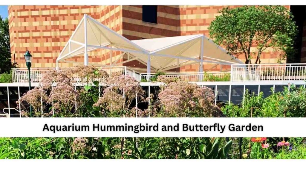 aquarium hummingbird and butterfly garden