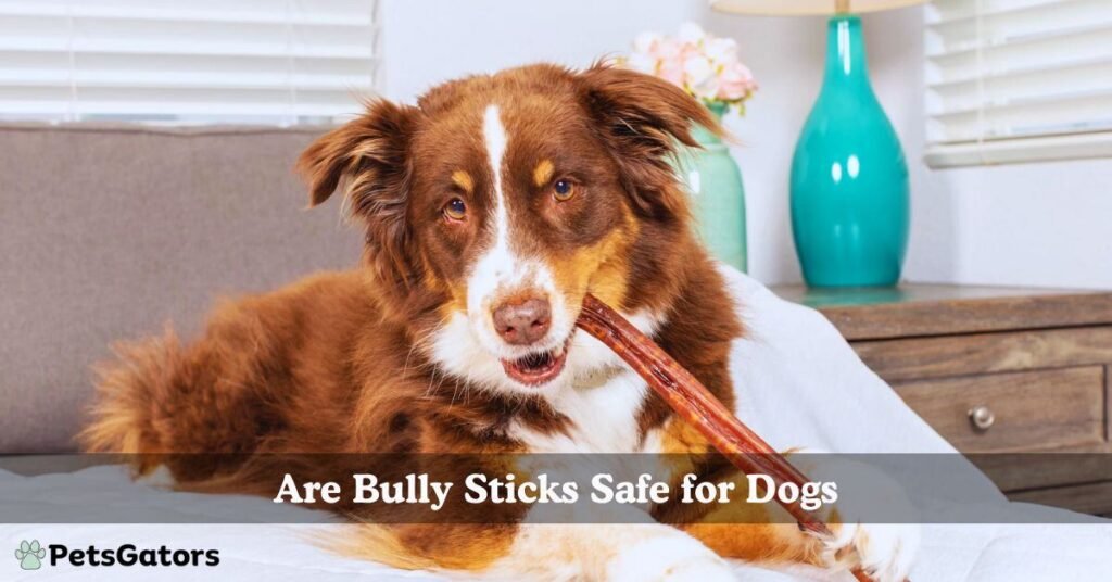 are bully sticks safe for dogs