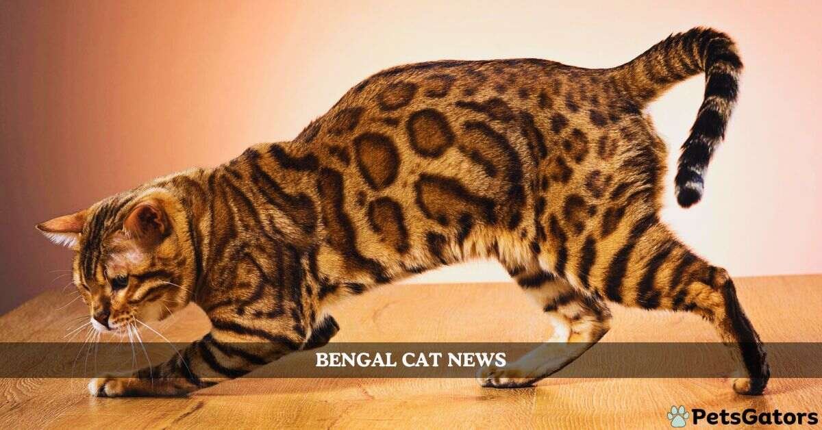 bengal cat news