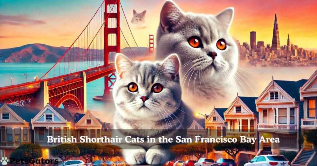 british short hair cat san francisco bay area