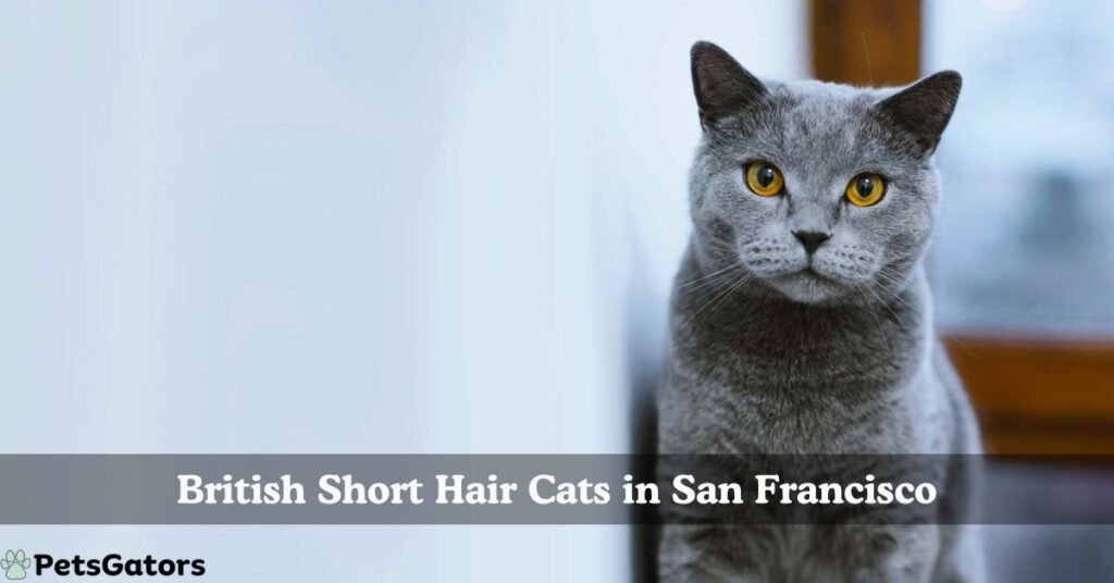 british short hair cat san francisco bay area