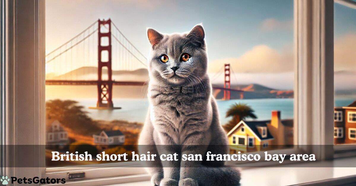 british short hair cat san francisco bay area