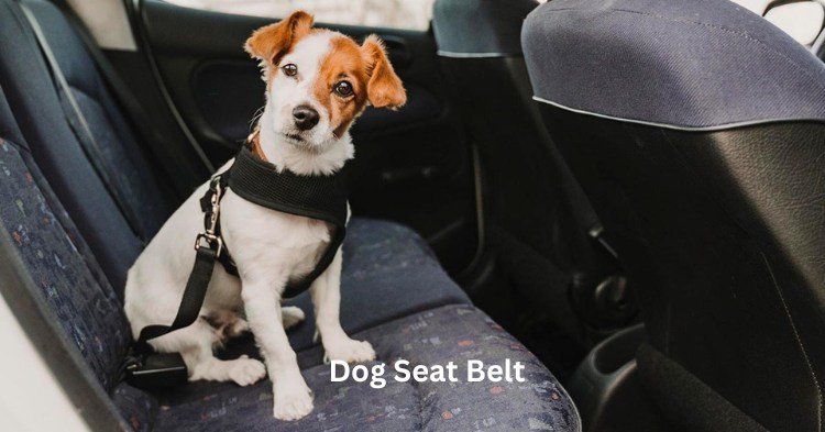 dog seat belt