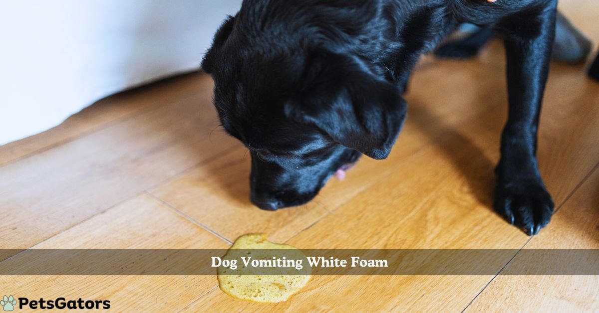 dog vomiting white foam