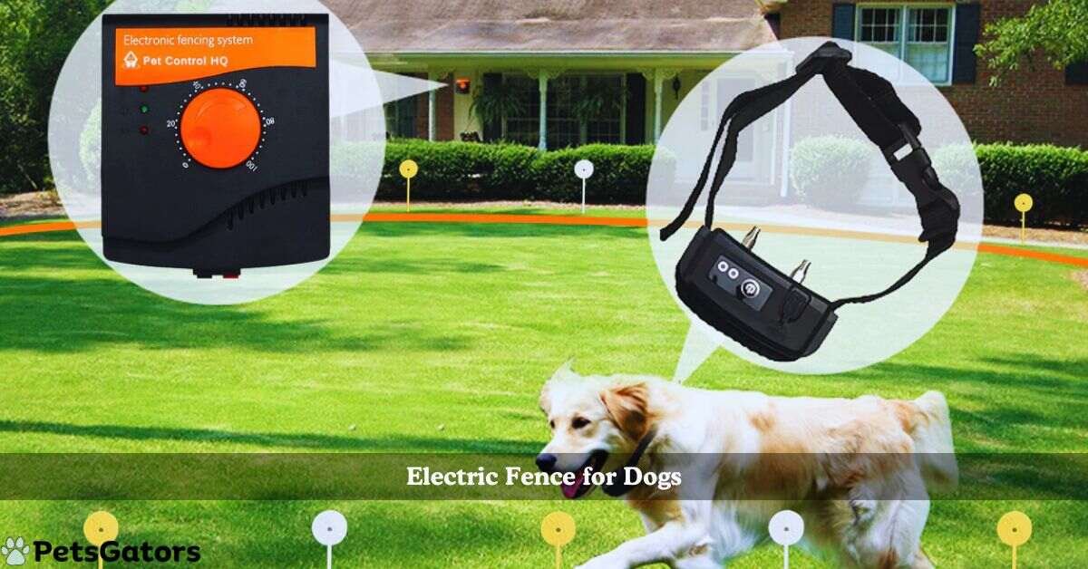 electric fence for dogs