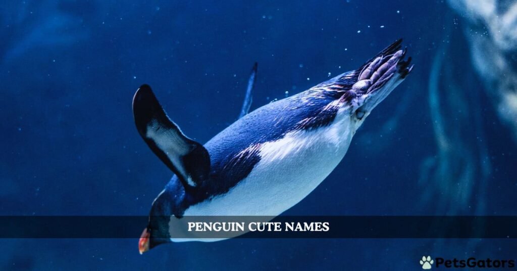 penguin cute names