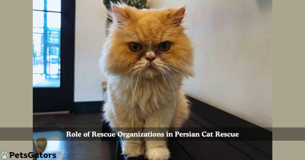 persian cat rescue