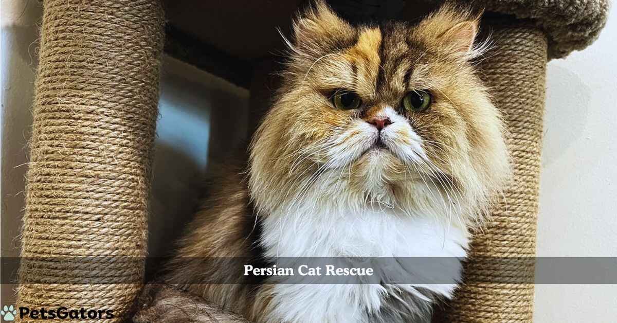 persian cat rescue