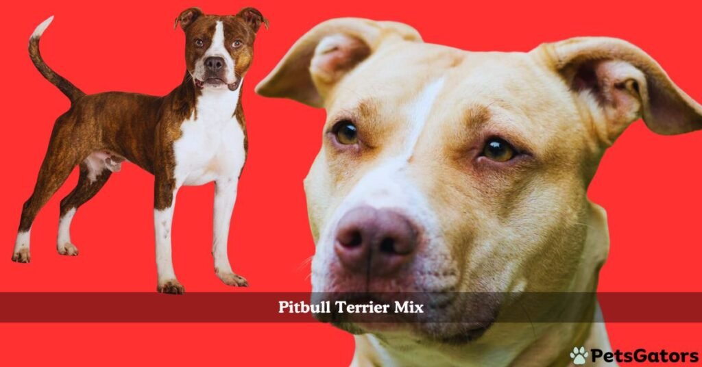 pitbull terrier mix