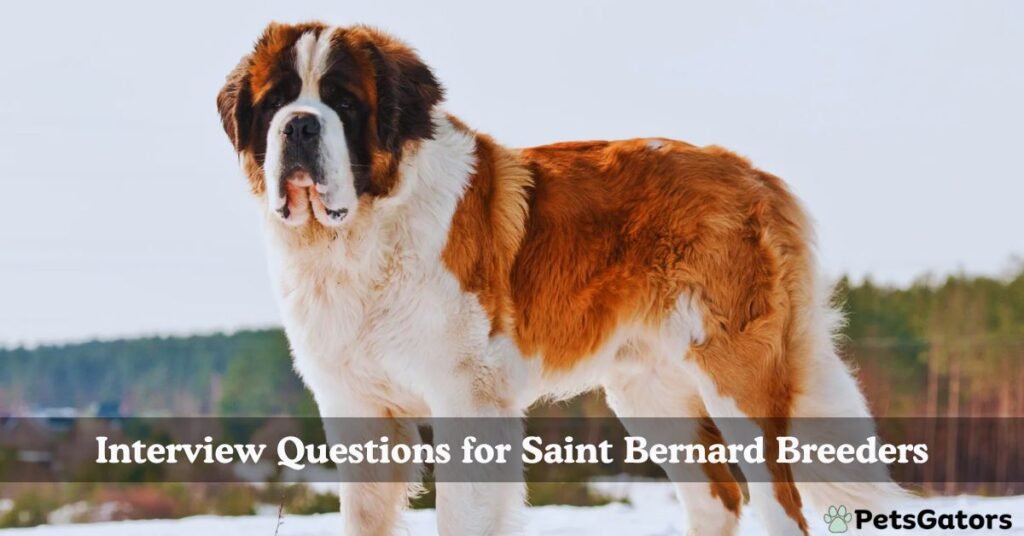 questions to ask saint bernard breeder