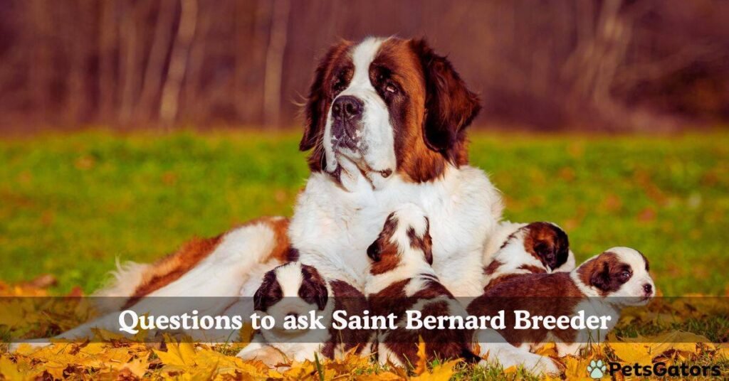 questions to ask saint bernard breeder