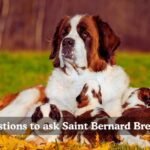 questions to ask saint bernard breeder