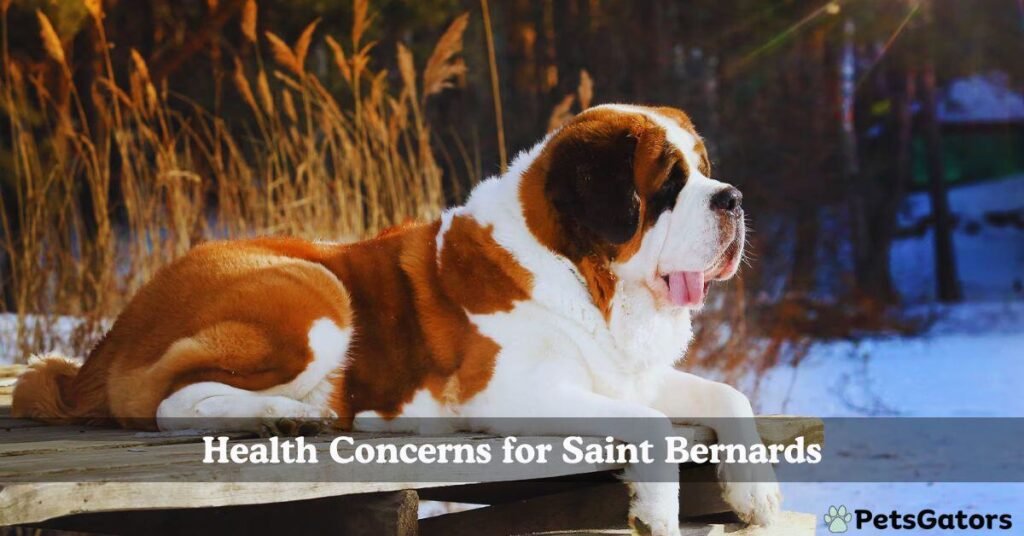 questions to ask saint bernard breeder