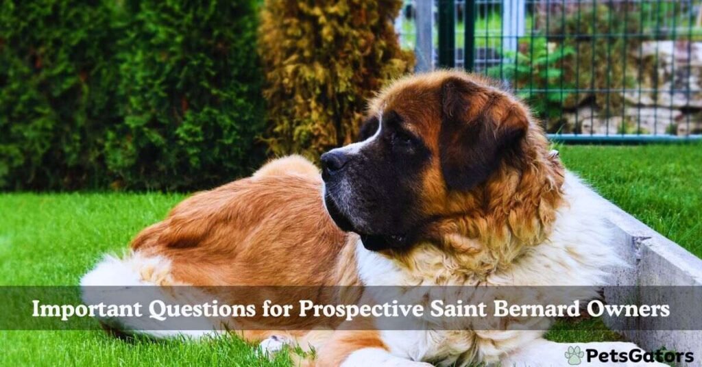 questions to ask saint bernard breeder