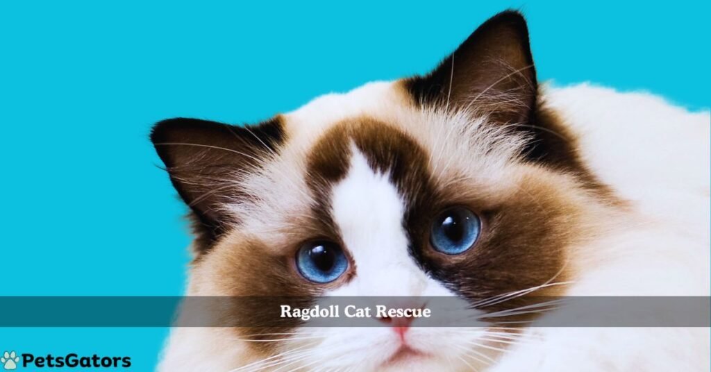 ragdoll cat rescue