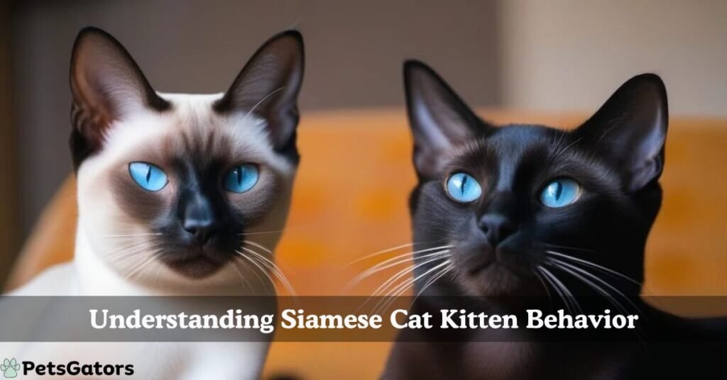 siamese cat kittens