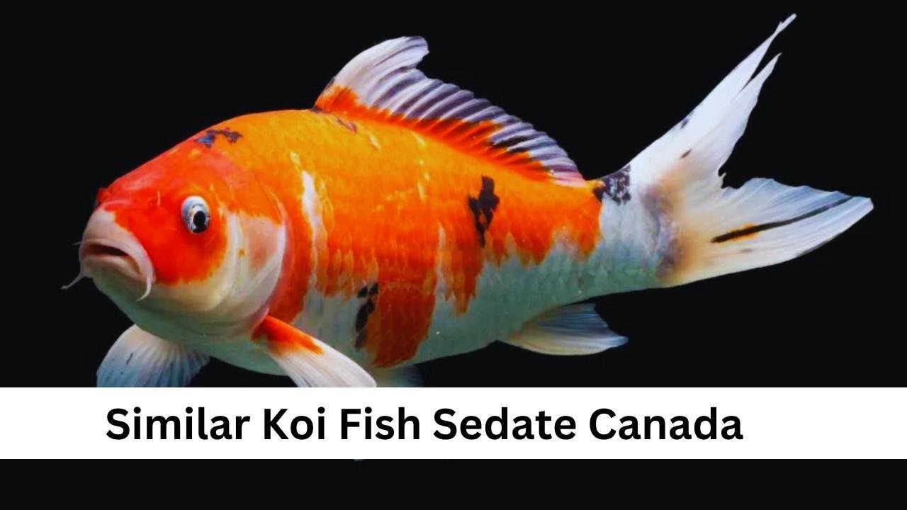 similar koi fish sedate canada