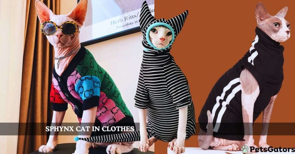 sphynx cat in clothes