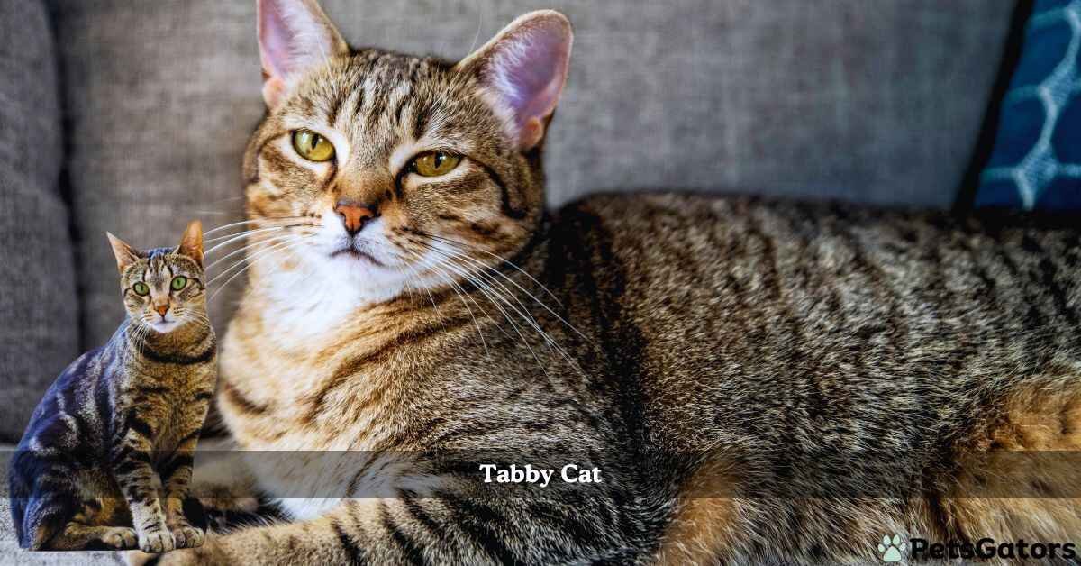 tabby cat