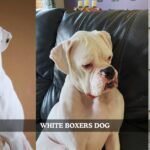 white boxers dog