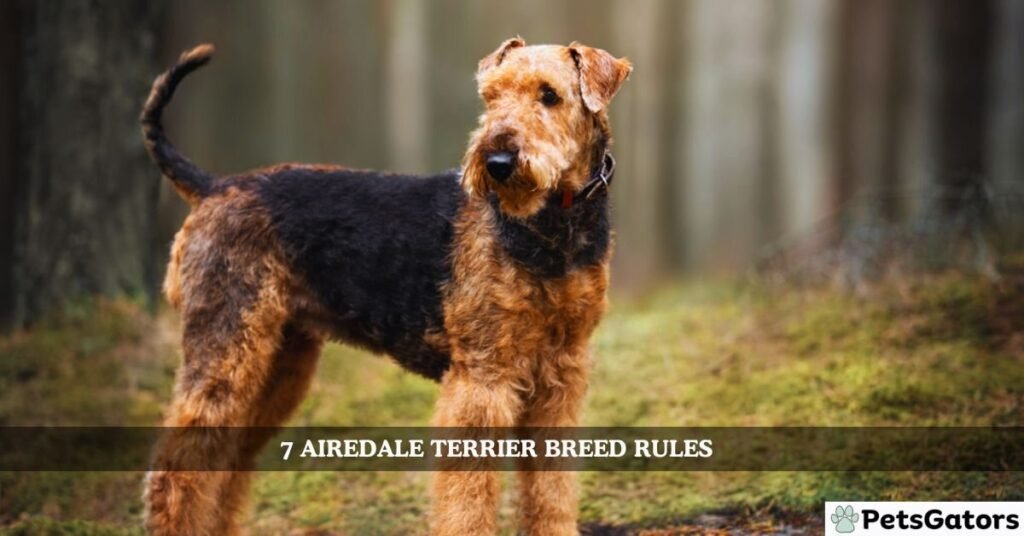 7 Airedale Terrier Breed Rules