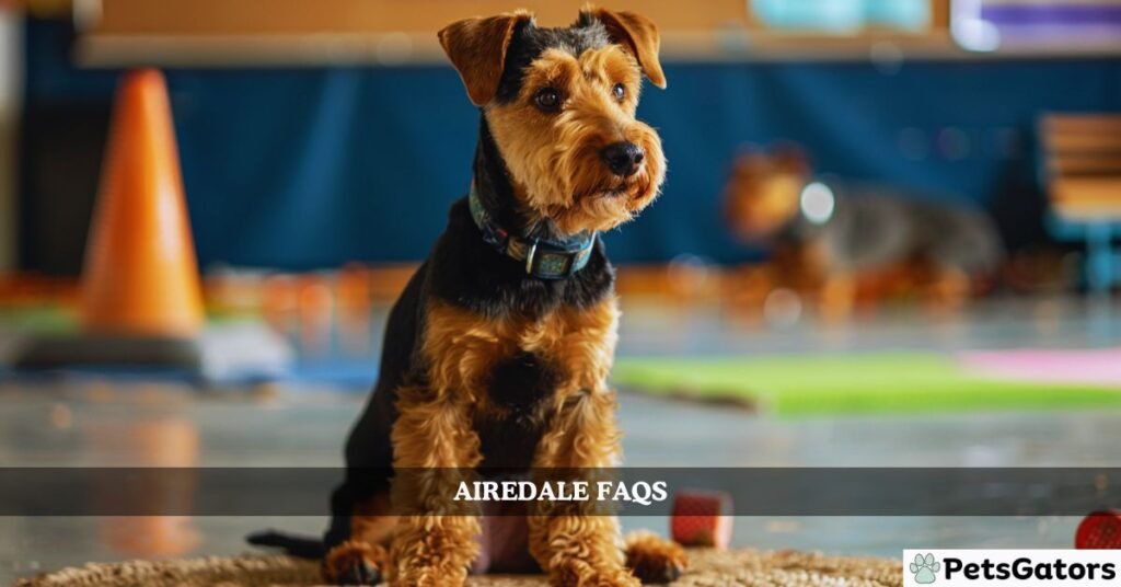 Airedale FAQS