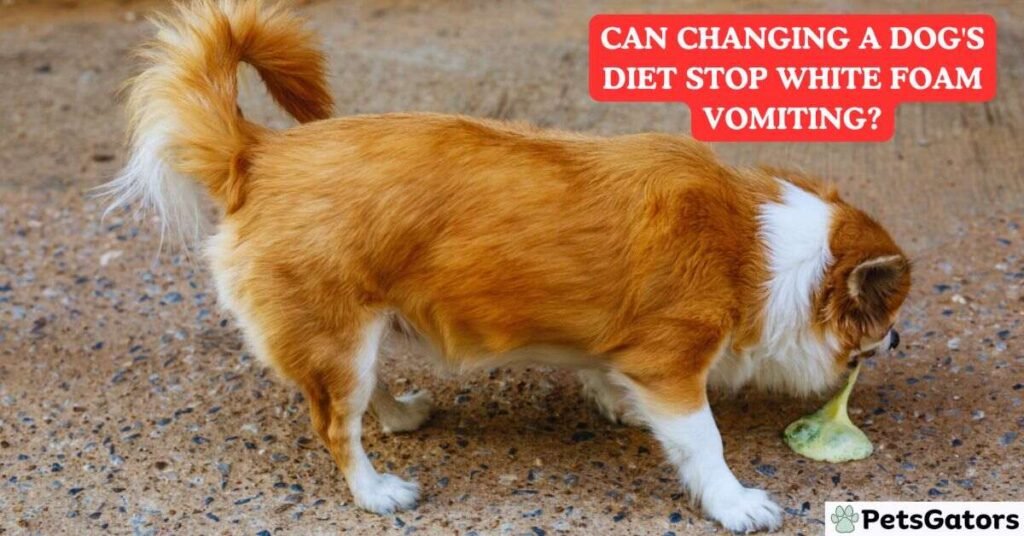 Can Changing a Dog's Diet Stop White Foam Vomiting?