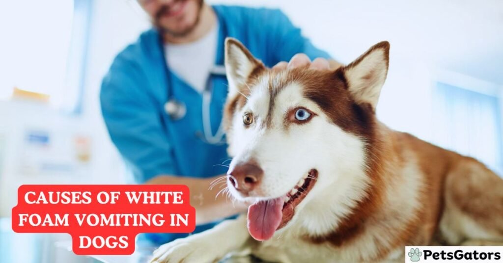 Causes of White Foam Vomiting in Dogs