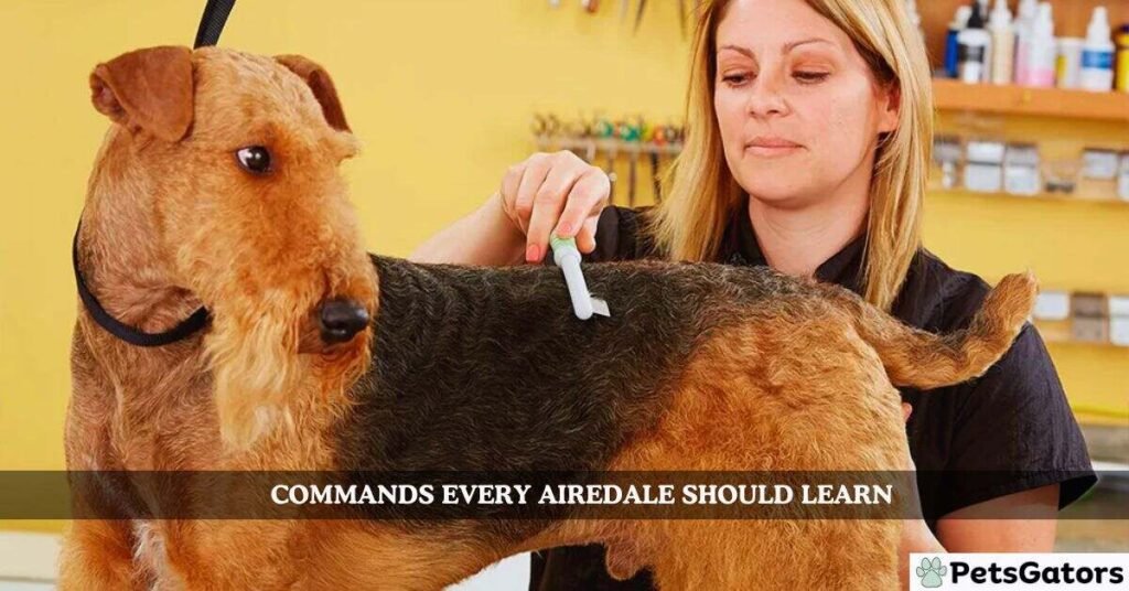 Commands Every Airedale Should Learn