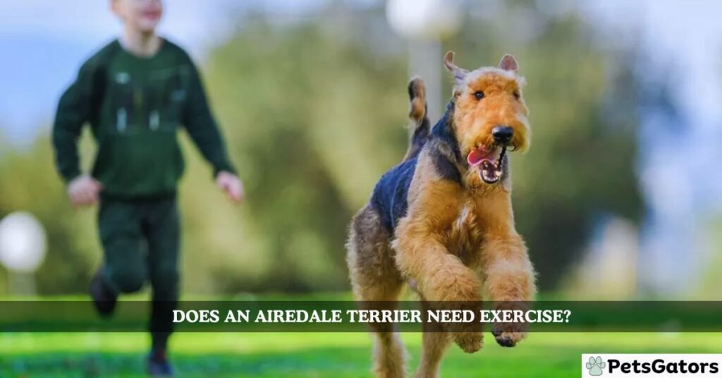 Does an Airedale Terrier Need Exercise?